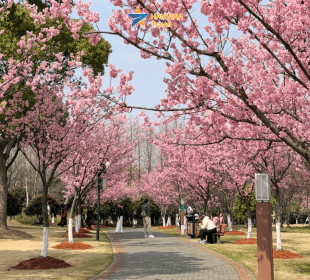 [TOUR NO SHOPPING] HÀNG CHÂU - Ô TRẤN - THƯỢNG HẢI | BAY AIR CHINA