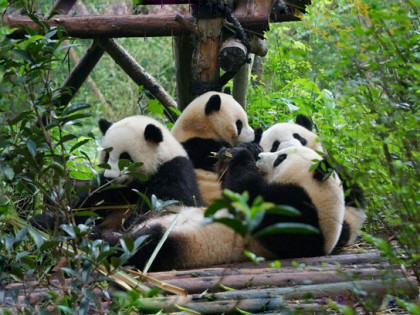 [TOUR NO SHOPPING] THÀNH ĐÔ - CỬU TRẠI CÂU - GIA CÔ SƠN (TRƯỢT TUYẾT) |  BAY CHENGDU AIRLINES(EU)