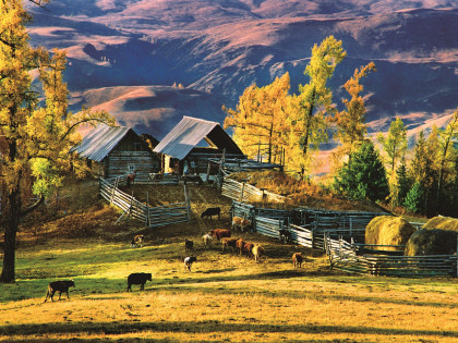 [TOUR NO SHOPPING] TÂN CƯƠNG CUNG ĐƯỜNG MÙA THU