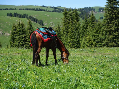 [TOUR NO SHOPPING] BẮC TÂN CƯƠNG MÙA HẠ (Khởi hành từ Hồ Chí Minh)