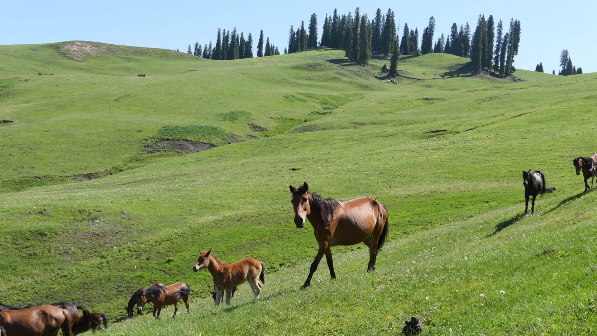 Hệ sinh thái đa dạng tại Kurdening với động vật hoang dã quý hiếm.