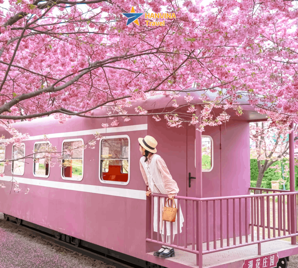 Du kh&aacute;ch chụp ảnh check-in trước m&agrave;u hồng của hoa đ&agrave;o nở rộ