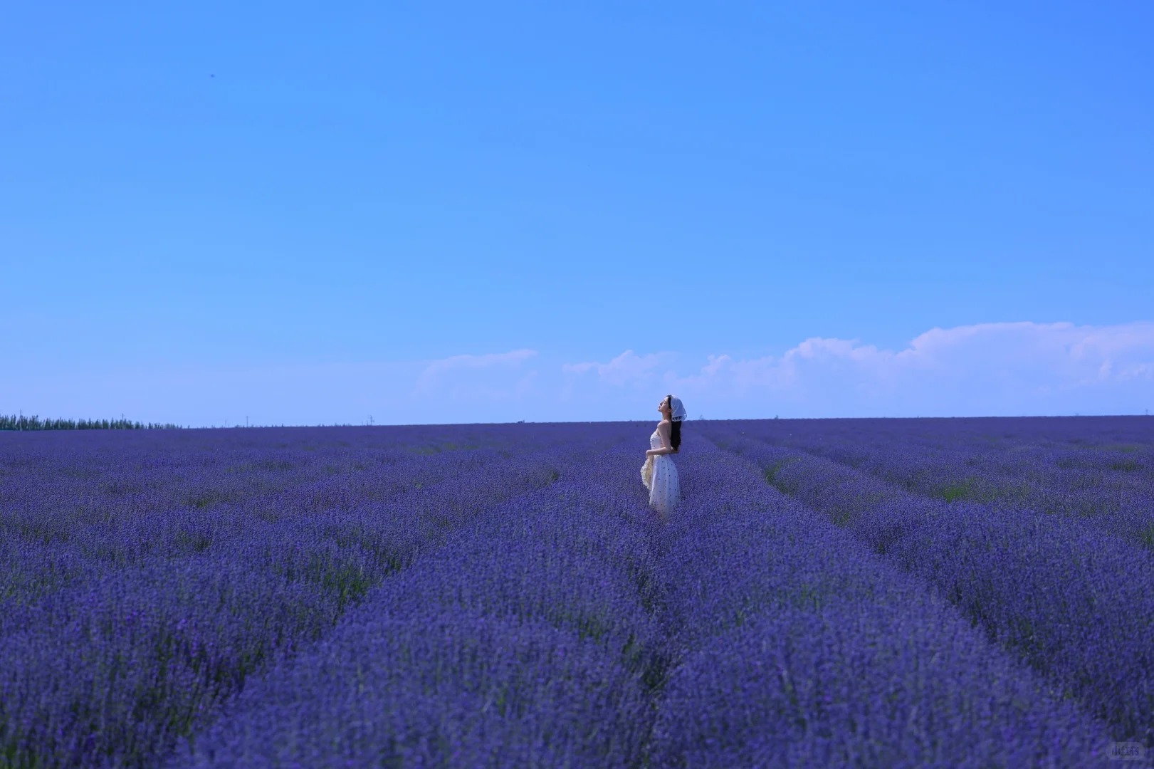 Cánh đồng hoa oải hương Tân Cương nở rộ tím ngắt giữa mùa hè rực rỡ.