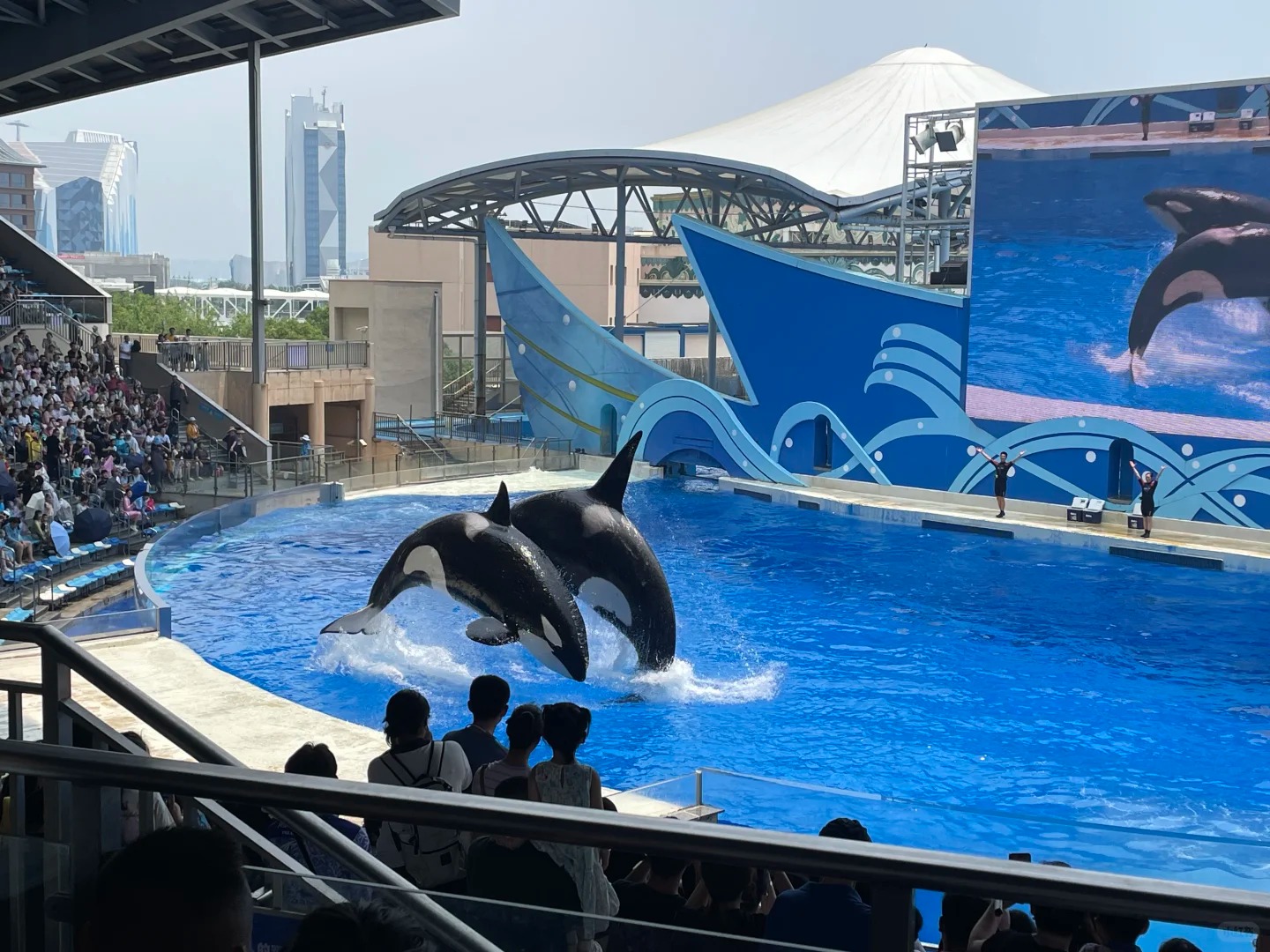 Cá heo nhảy đôi giữa làn nước xanh trong buổi biểu diễn chiều.