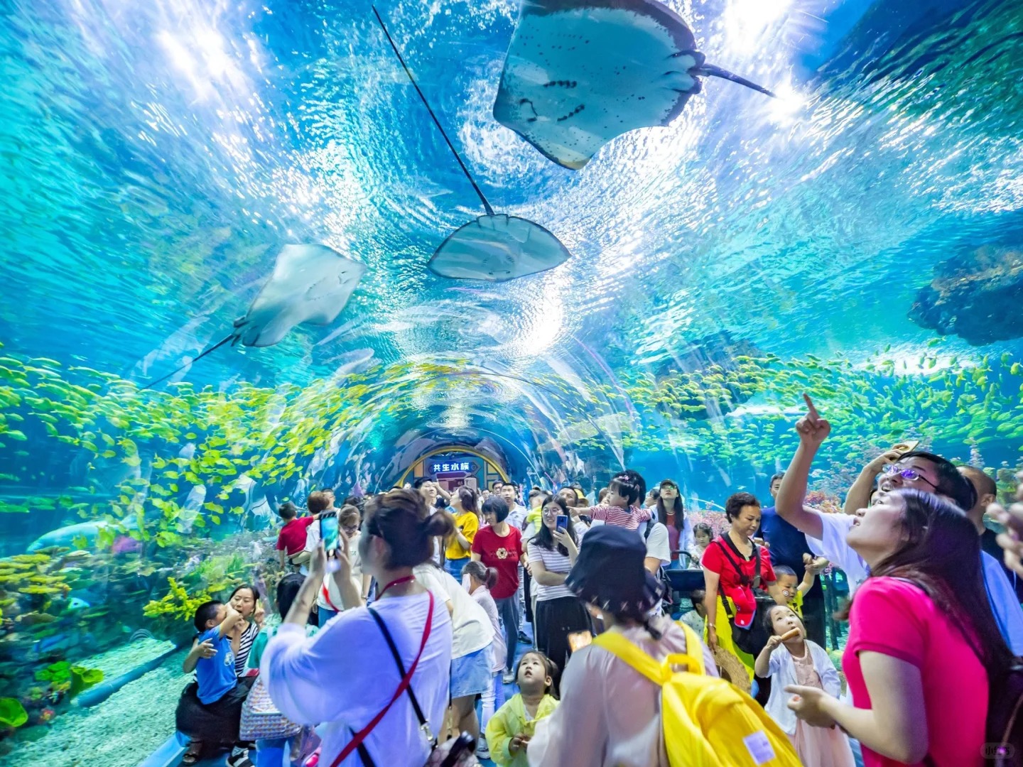 Khu Undersea Wonder với hiệu ứng ánh sáng xanh lam và bể cá khổng lồ.