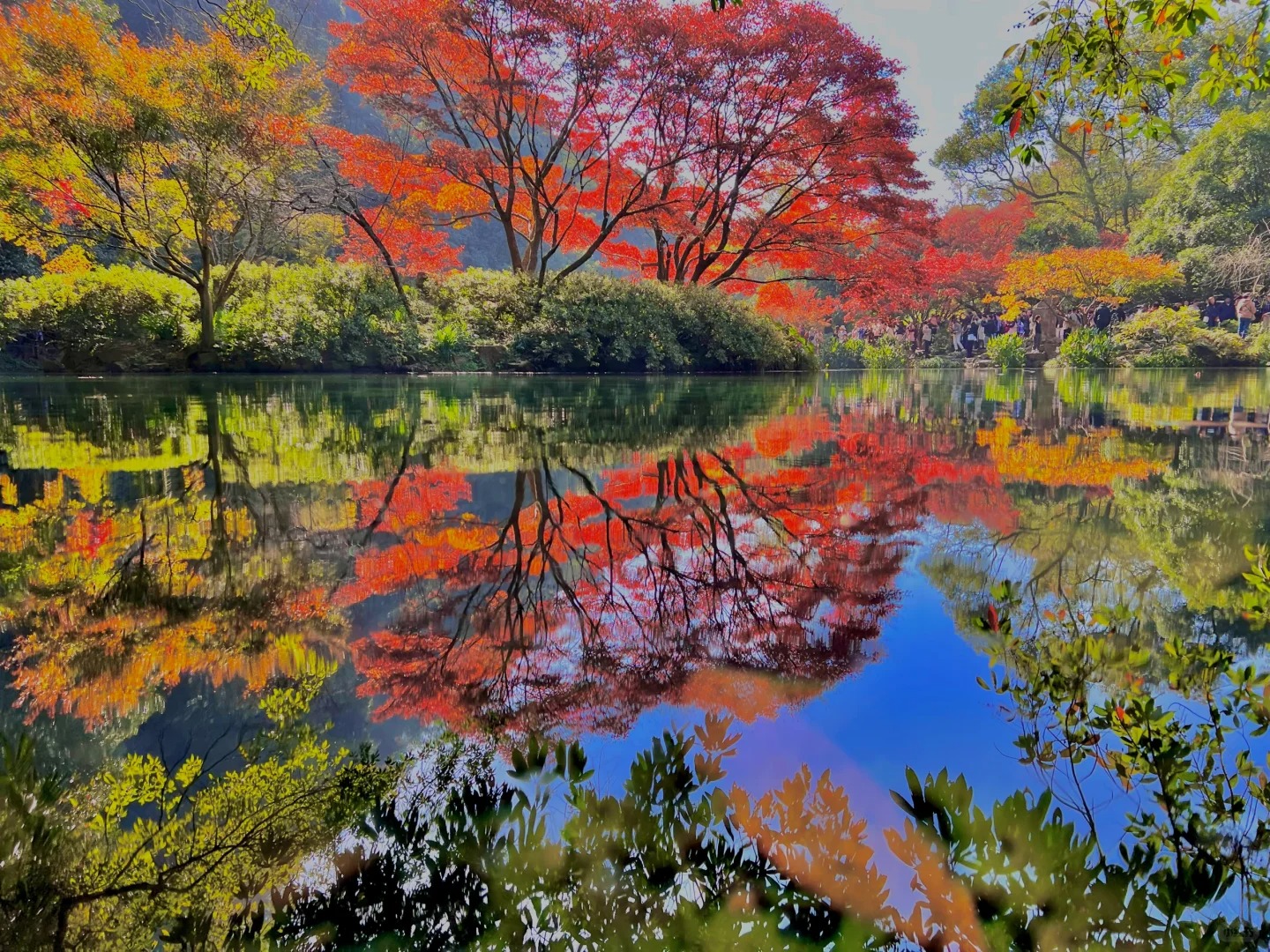 Cửu Kh&ecirc; Y&ecirc;n m&ugrave;a thu, l&aacute; v&agrave;ng rơi phủ k&iacute;n lối đi.