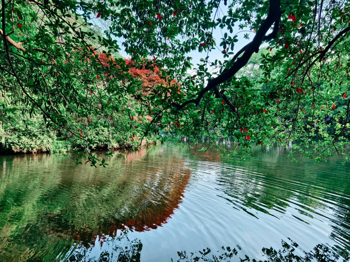 M&ugrave;a h&egrave; tại Cửu Kh&ecirc;, b&oacute;ng c&acirc;y che m&aacute;t d&ograve;ng suối.