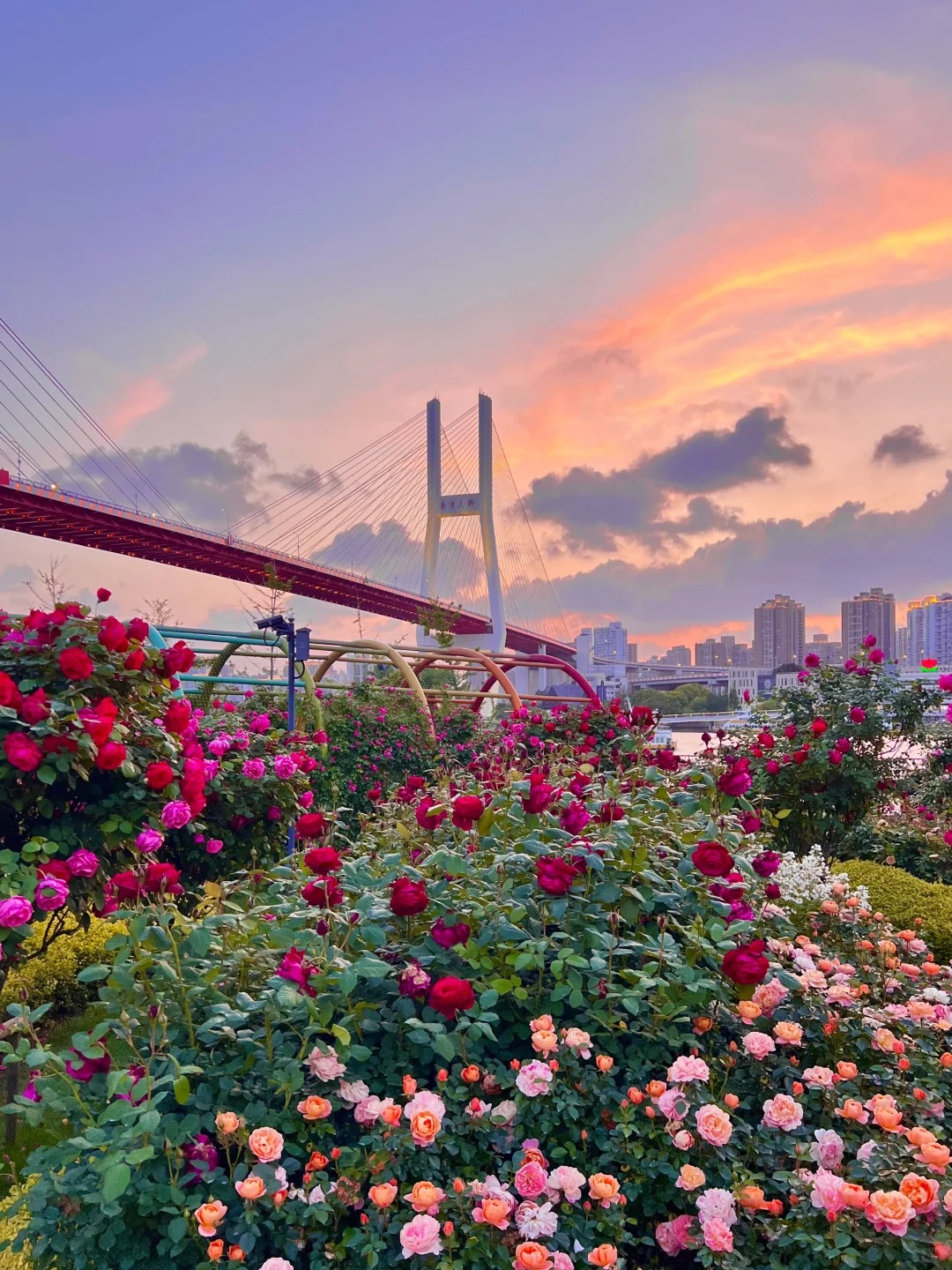 Check-in tại cầu Nam Phố, điểm đến không thể bỏ lỡ khi khám phá Thượng Hải.