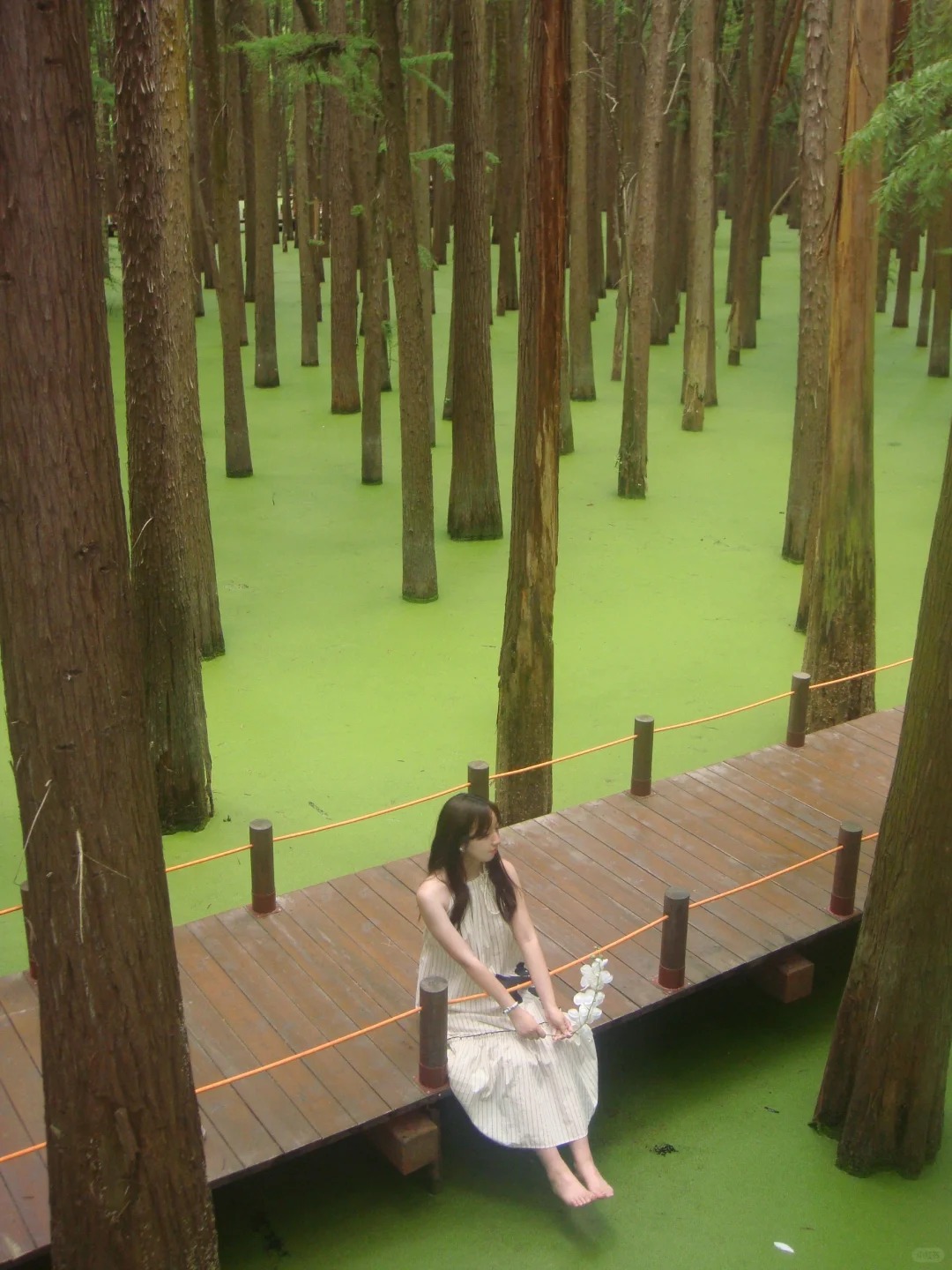 Thảm thực vật xanh mướt bao phủ Đầm Lầy Thanh Sơn