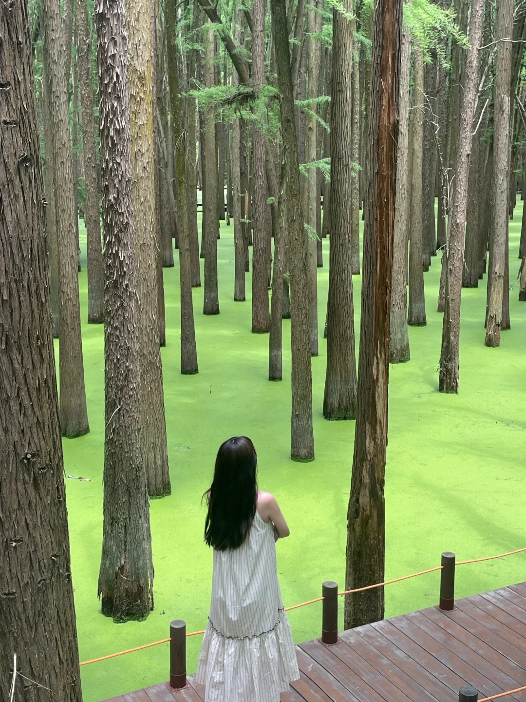 Con đường gỗ dẫn lối kh&aacute;m ph&aacute; Đầm Lầy Thanh Sơn