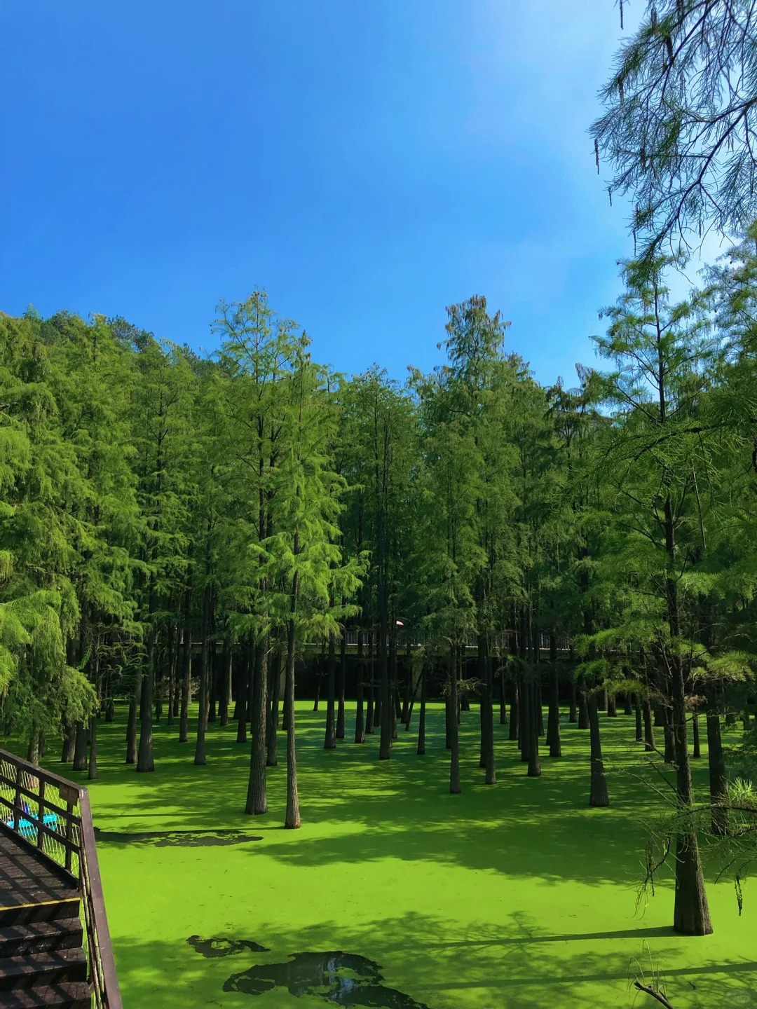 Cảnh quan thi&ecirc;n nhi&ecirc;n hoang sơ tại Đầm Lầy Thanh Sơn