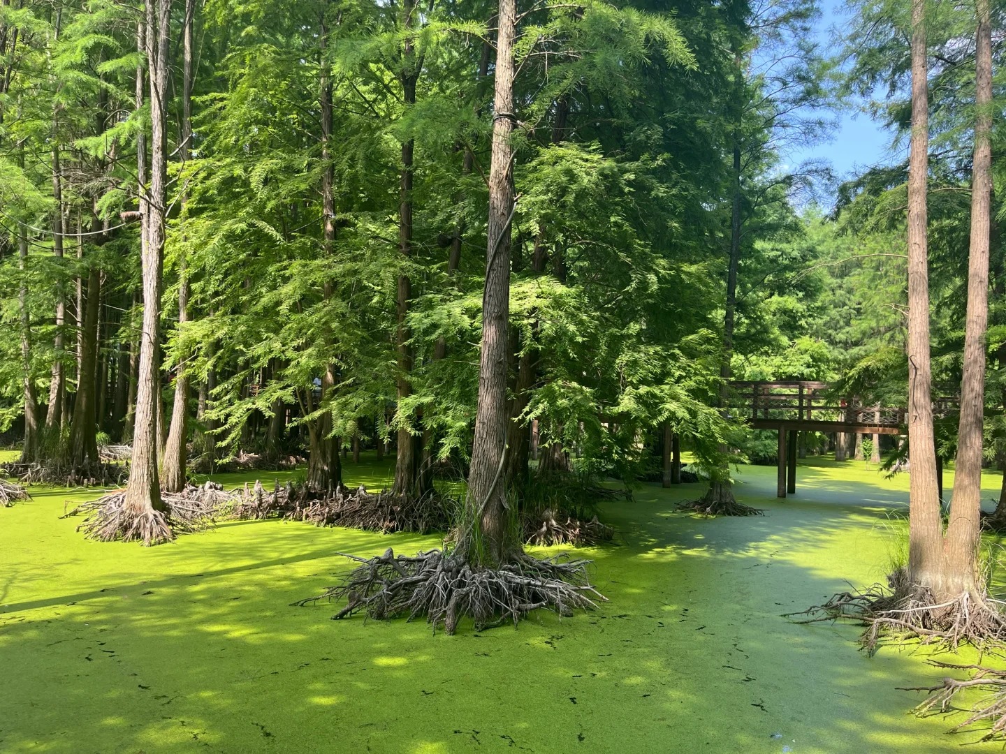 Đầm Lầy Thanh Sơn &ndash; vẻ đẹp y&ecirc;n b&igrave;nh giữa n&uacute;i non h&ugrave;ng vĩ