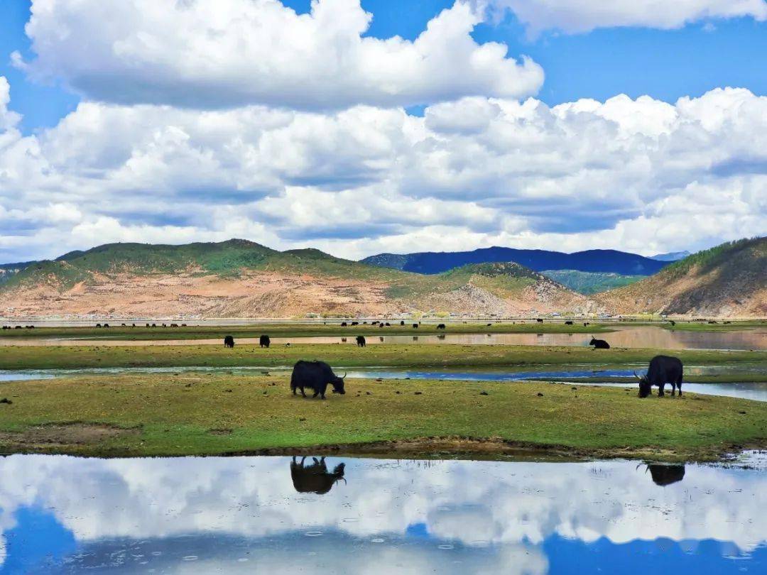 B&ograve; Yak thong thả tr&ecirc;n thảo nguy&ecirc;n Napa.