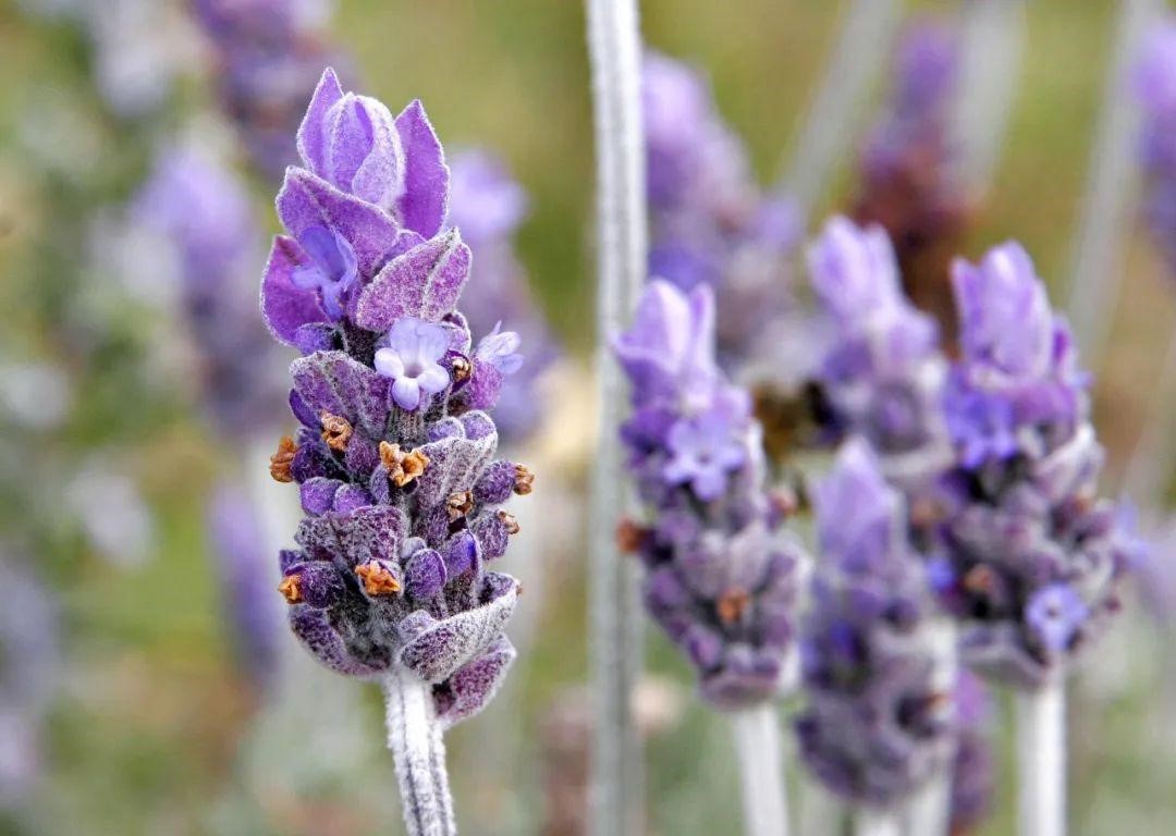 Những bông hoa oải hương bung nở đồng loạt tạo thành biển tím lộng lẫy.