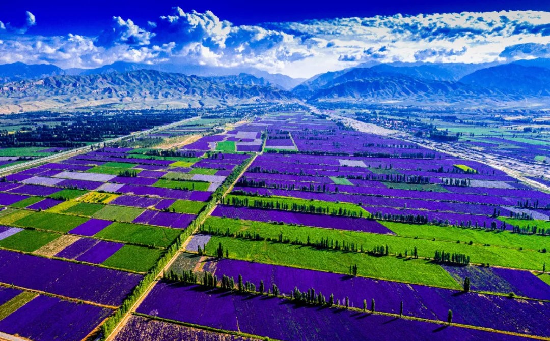 Hoa oải hương Tân Cương nở đều tăm tắp, trải dài đến tận chân trời.