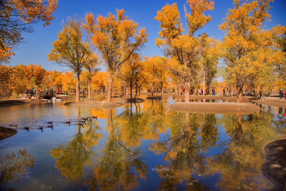 Rừng Hồ Dương v&agrave;ng rực soi b&oacute;ng xuống mặt nước, tạo n&ecirc;n bức tranh thi&ecirc;n nhi&ecirc;n tuyệt đẹp.