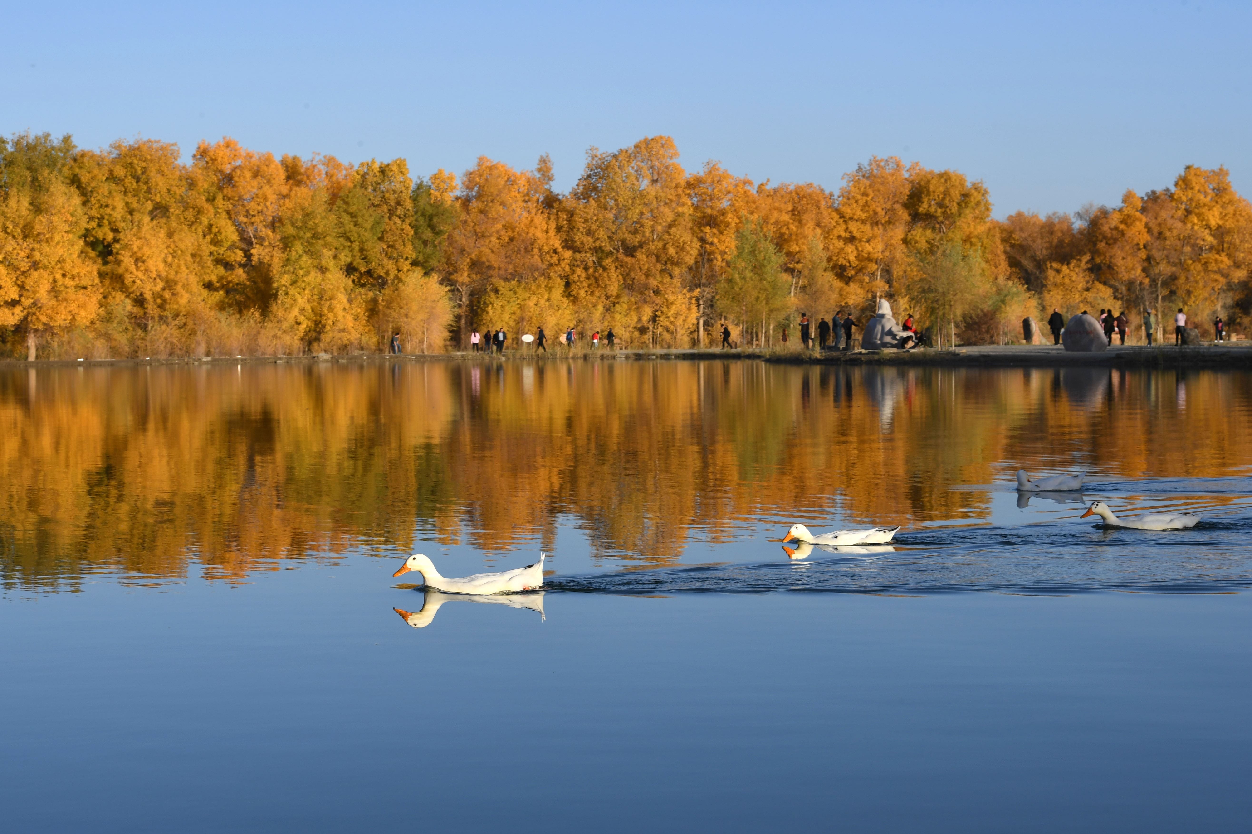 Mùa Thu Vàng Tại Rừng Cây Hồ Dương Kim Tháp – Bức Tranh Thiên Nhiên Sống Động