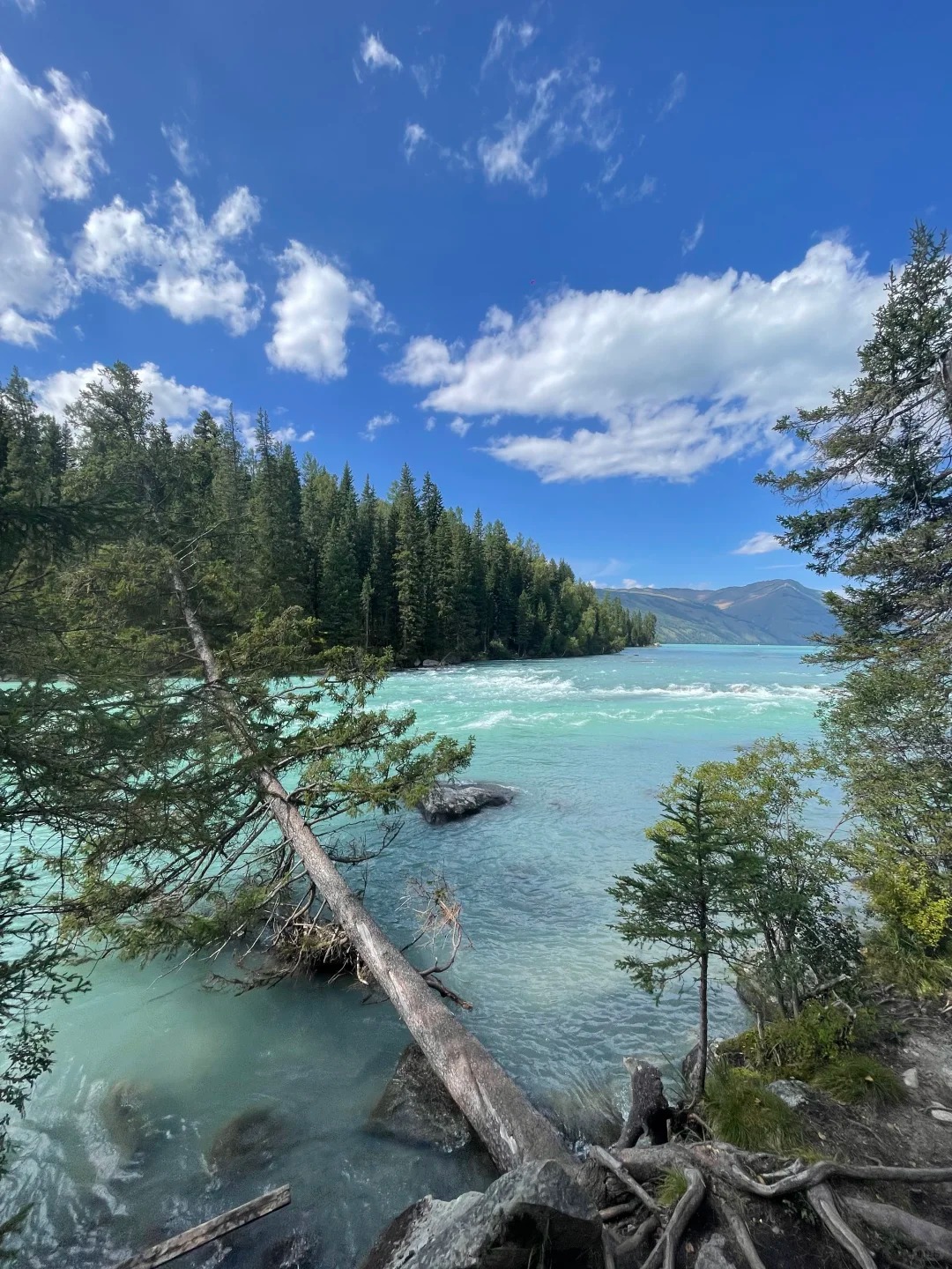 Du khách đi bộ xuyên rừng Kanas, khám phá hệ sinh thái hoang sơ và không khí trong lành vùng biên giới.