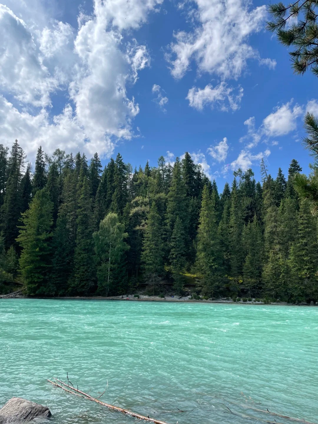 Ánh nắng xuyên qua tán cây rừng Taiga, tạo nên khung cảnh huyền ảo như trong truyện cổ tích Siberia.