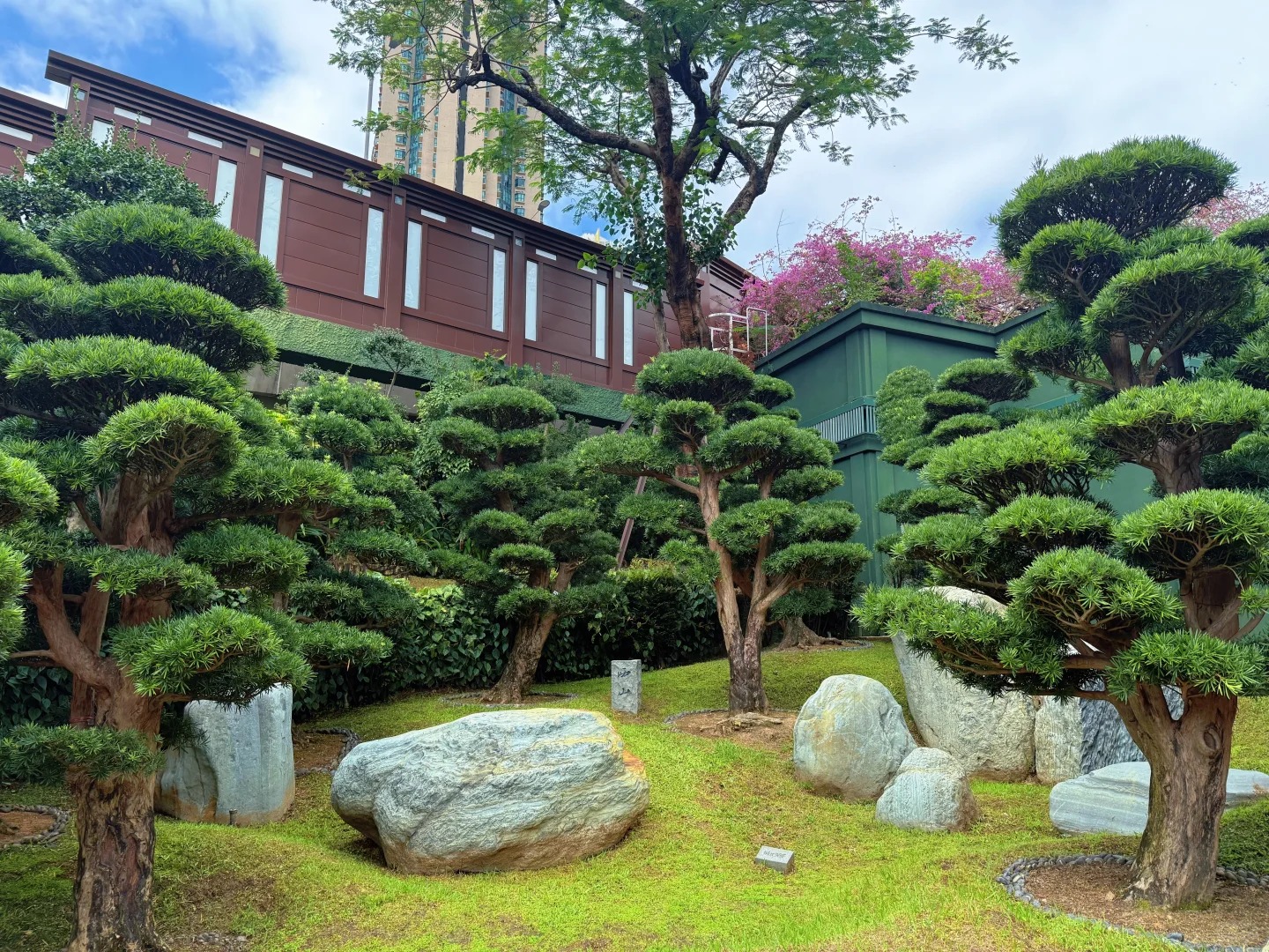 Bonsai cổ thụ được chăm s&oacute;c tỉ mỉ trong vườn Nam Li&ecirc;n