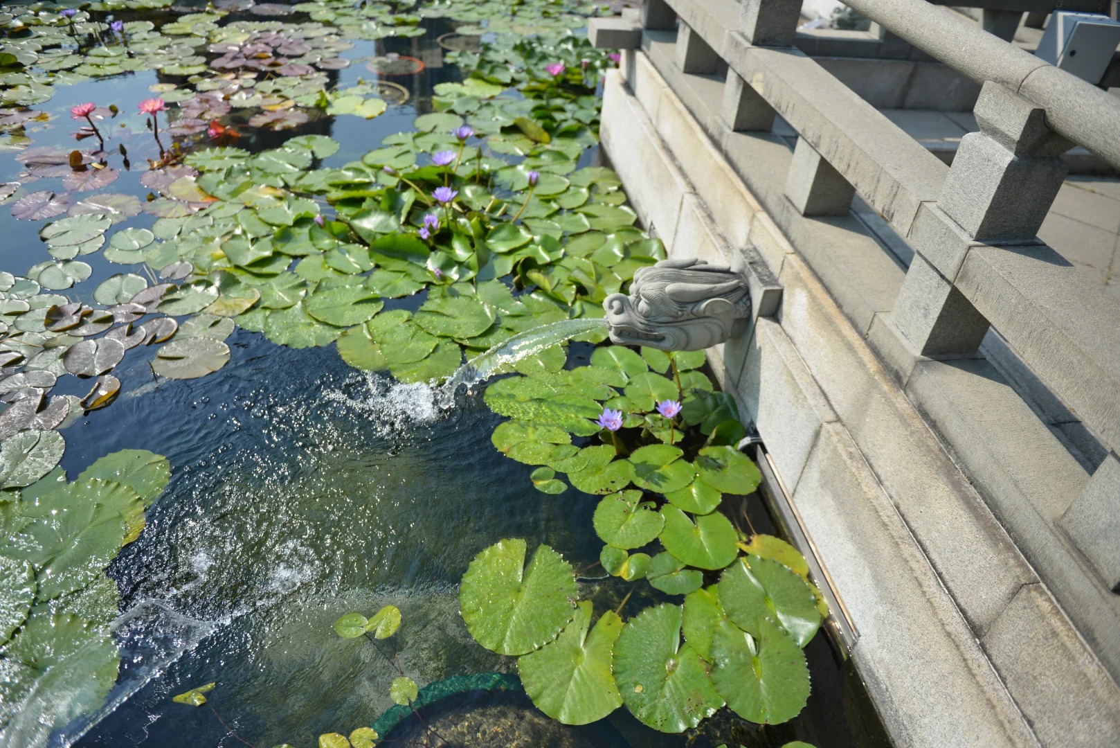 Hoa s&uacute;ng nở rộ tr&ecirc;n mặt hồ Nam Li&ecirc;n.