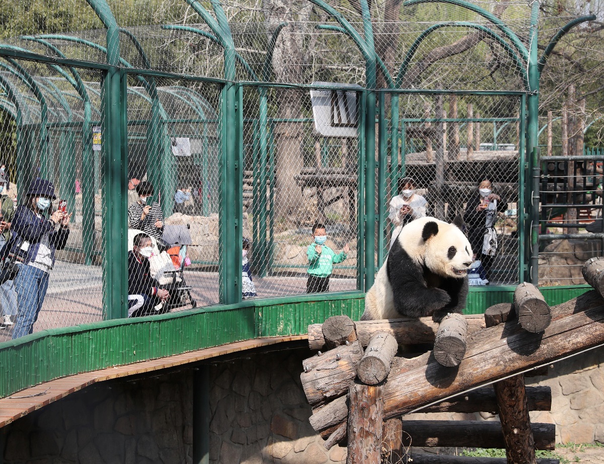 Gấu tr&uacute;c dang vui chơi tại vườn th&uacute; bắc kinh