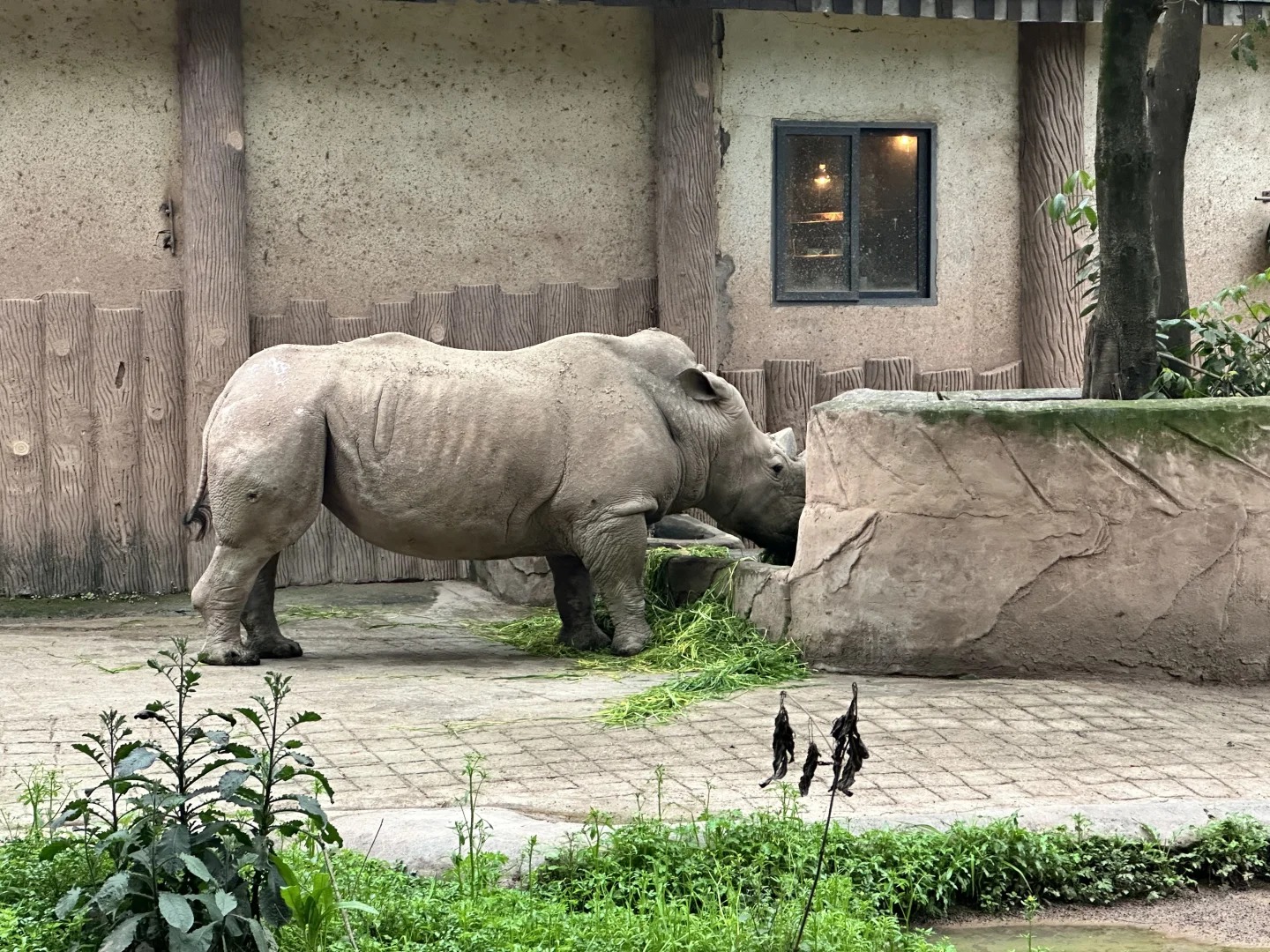 T&ecirc; gi&aacute;c to lớn tại vườn th&uacute; Tr&ugrave;ng Kh&aacute;nh