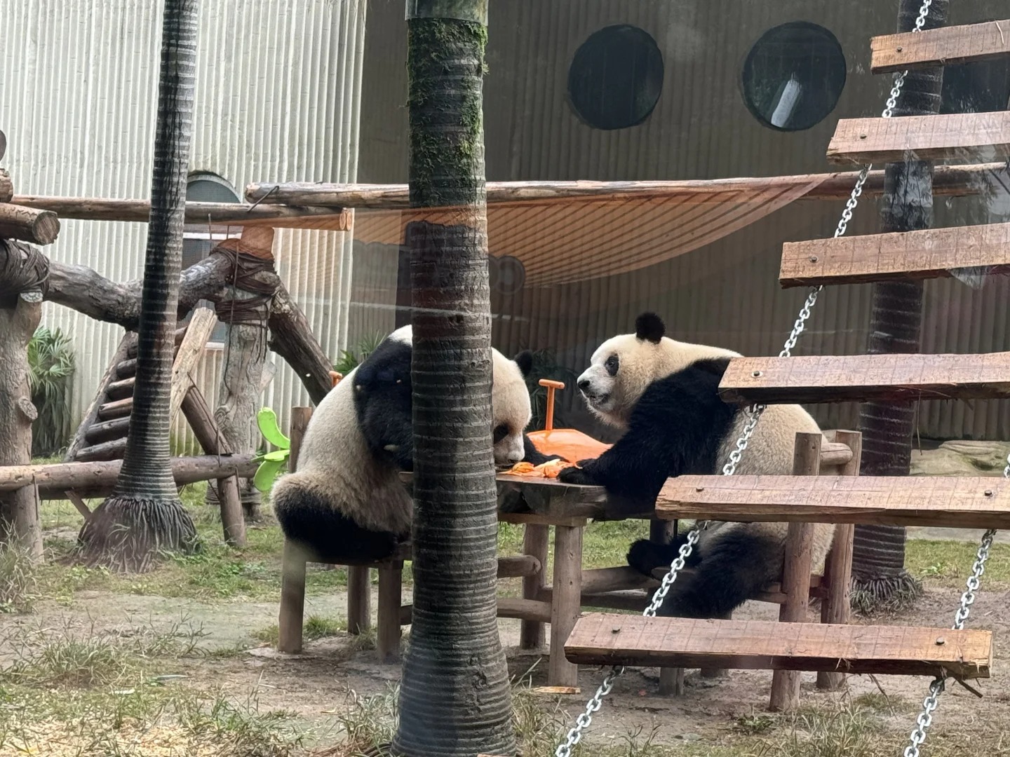 Gấu tr&uacute;c đ&aacute;ng y&ecirc;u tại Vườn th&uacute; Tr&ugrave;ng Kh&aacute;nh